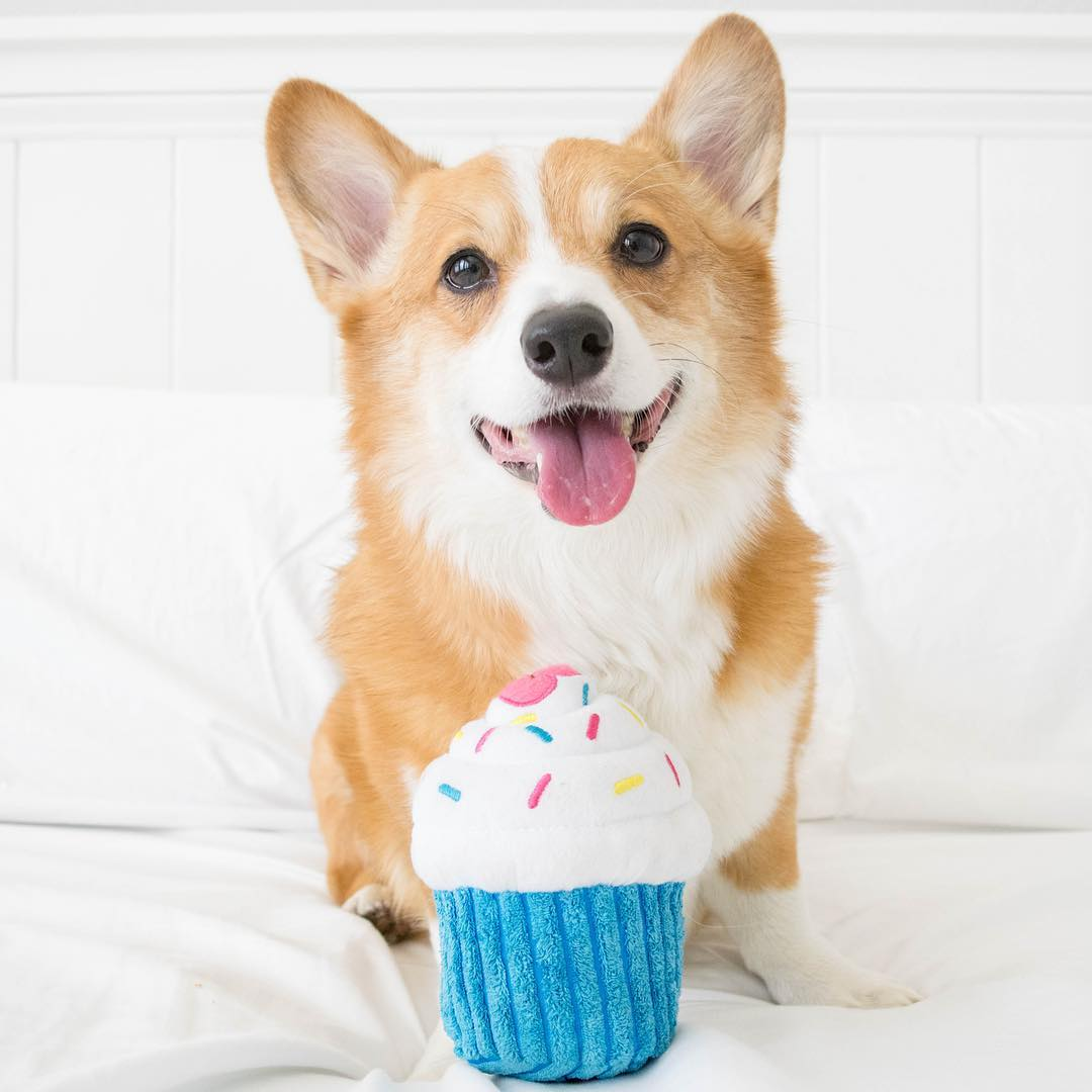 Birthday Cupcake - Blue - Dog Toy